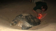 Placing a temperature logger into the nest of a Green Turtle. Daniel has worked with a great variety of marine animals.