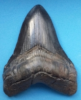 First inspired to study the sea by palaeobiology this remains one of Daniel's interests to date. This fossilized tooth comes from Carcharocles megalodon and remains in Daniel's personal collection.