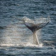 Humpback whales can be identified as individuals using tail markings, a feature of Daniel's research.
